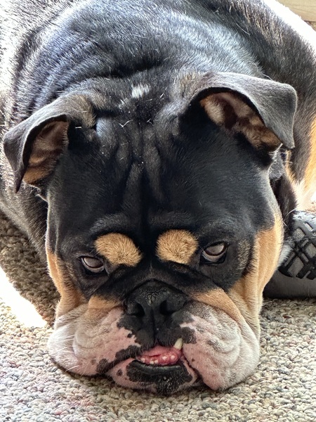 Tank