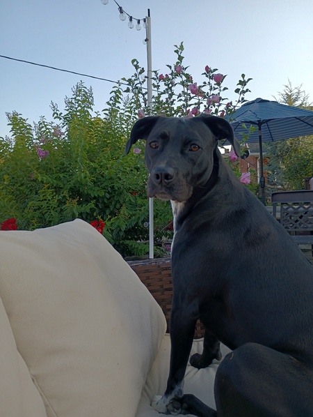 Josie