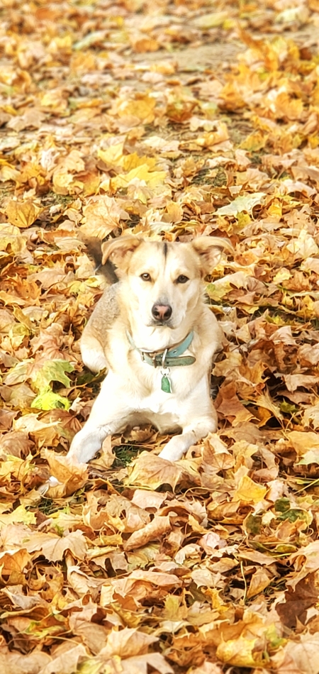 Nala