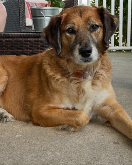 Maizey