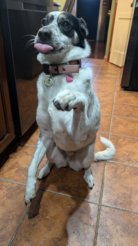 Harley