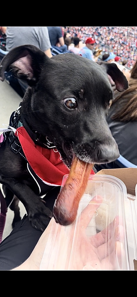 Dobby