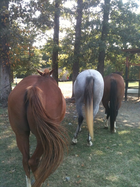 Duke, 'Possum, Chili