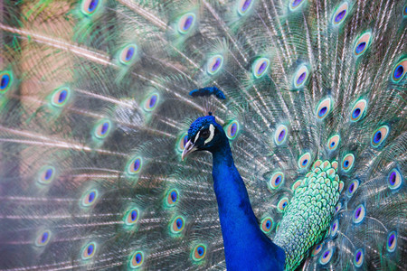 Peacock