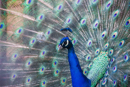 Peacock