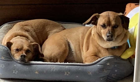 Sasha & Chewy