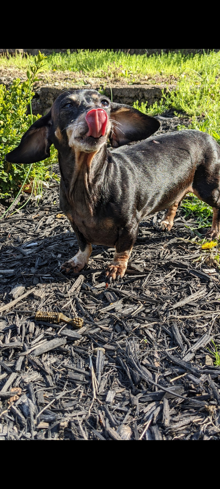 Sammy