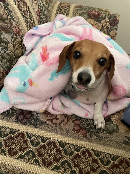 Daisy