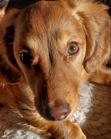 Scout
