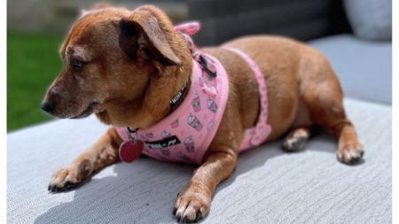 Roxy Roo