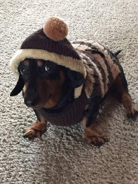 Chewie