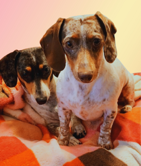 RueBea & Rosie