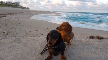 Moose and Flapjack 