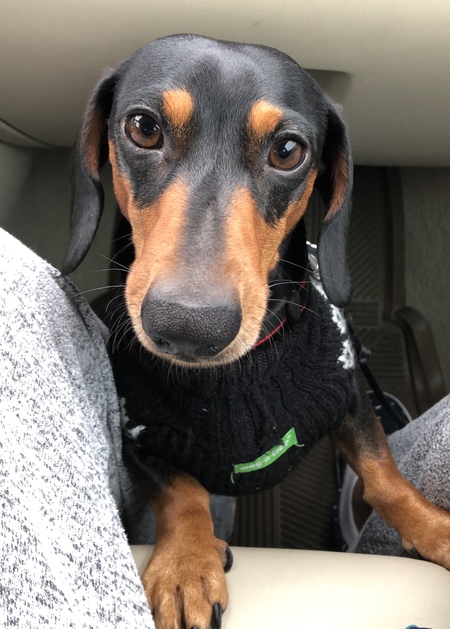 Skipper