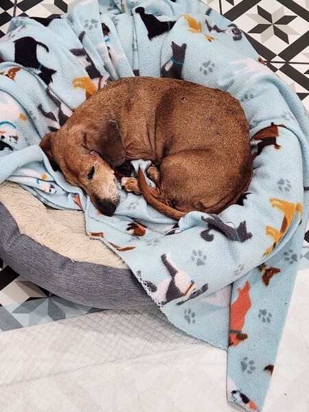 MUFFIN 