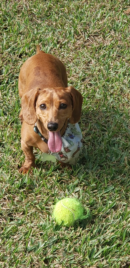 Odie