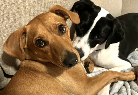 Panda and Roo
