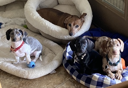 Buttercup, Beau, Brick and Rocky