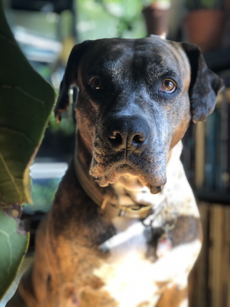 Chloe
