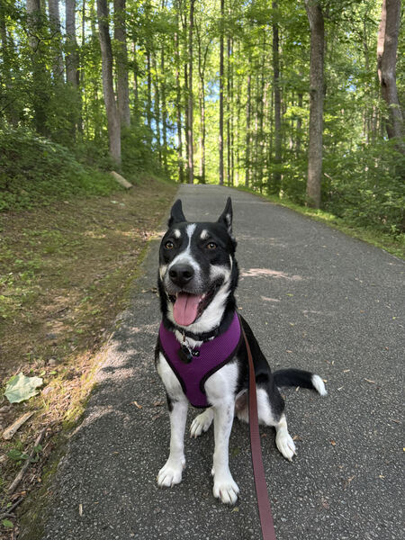 Oreo