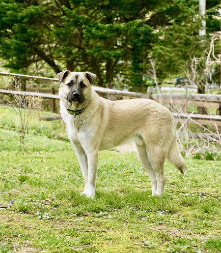River the Foster