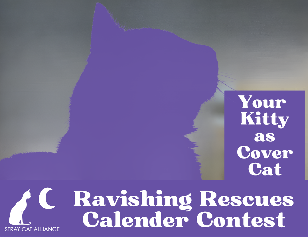 Stray Cat Alliance | 2024 Ravishing Rescues Calendar Contest