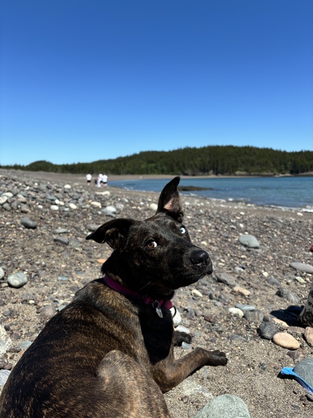 Daisy