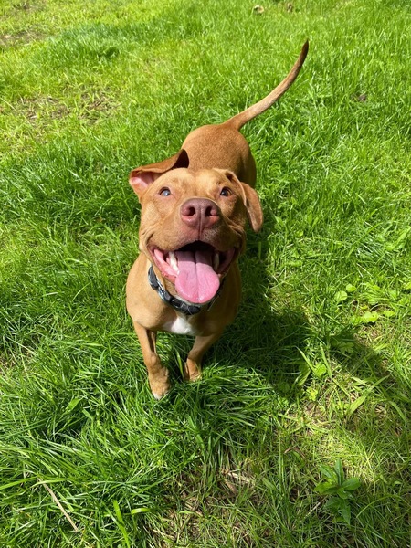 Darla