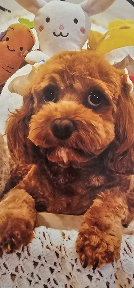 Kitti Cavoodle 