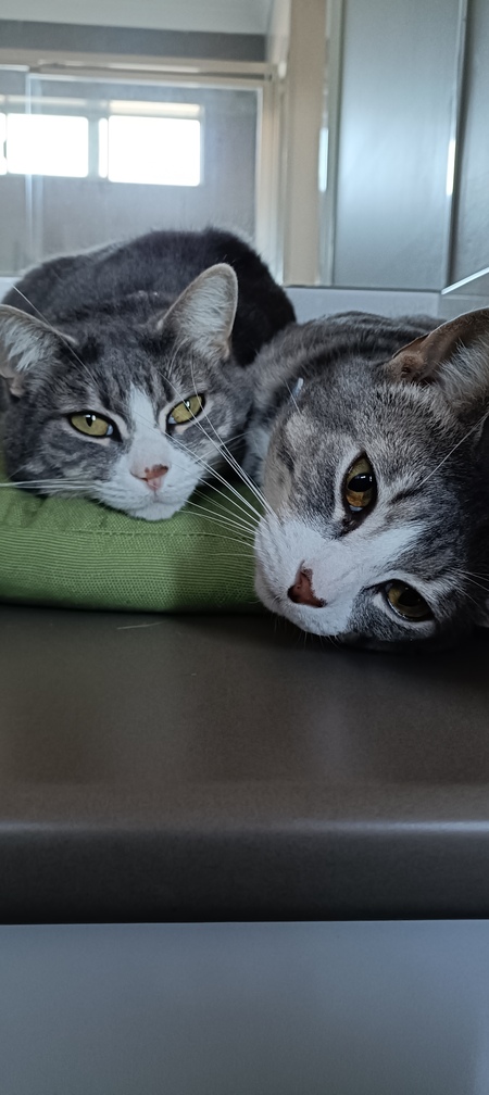 Gigi & Bebe respectively 