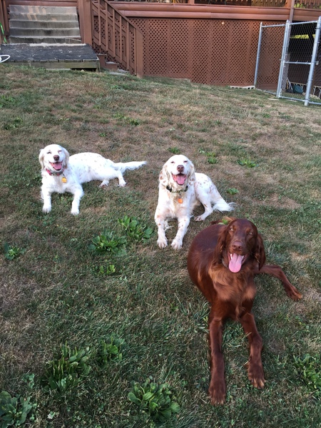 Buddy Miles, Reese and Rawley Romeo