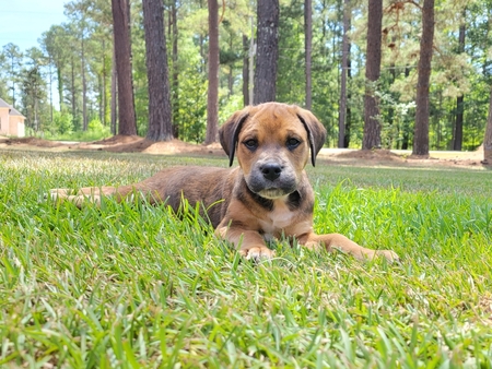 Bo