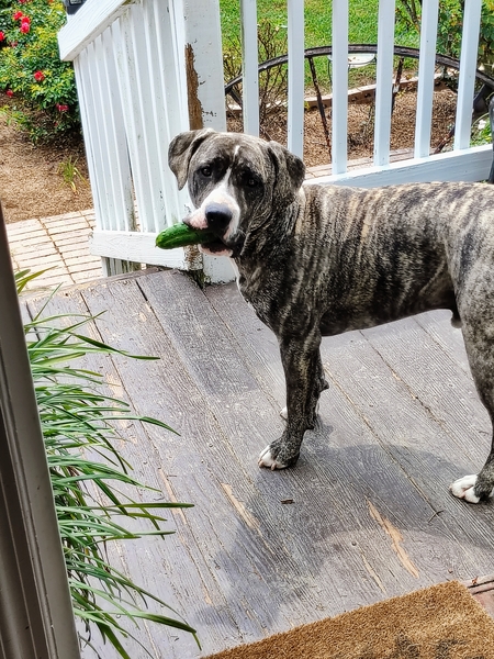Dozer