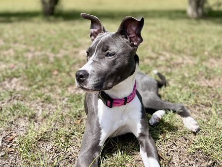 Gracie