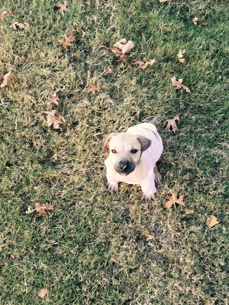 Phoebe