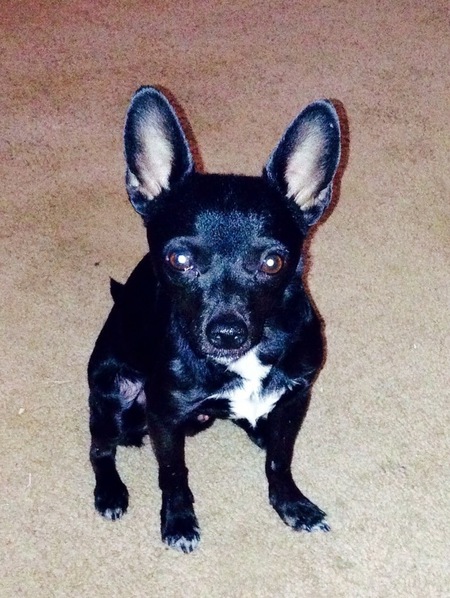 Cheech