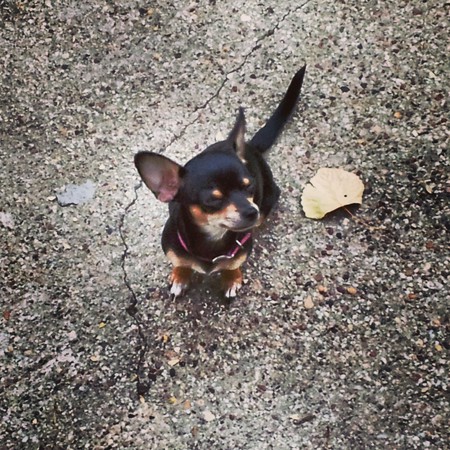 CocoBean