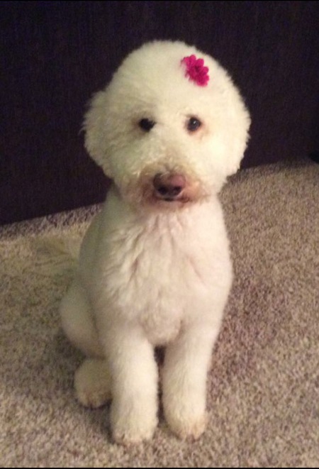 Daisy