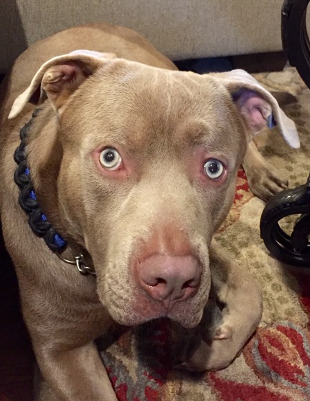 Zeus 