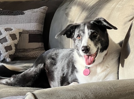 Mollie
