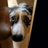 Entry image for Junie