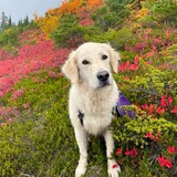 Entry image for Olive - Chain Lakes
