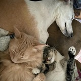Entry image for Asta, Minion & Loqi