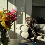 Entry image for Pippa