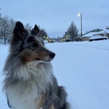 Entry image for Jake