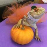 Entry image for Frumpkin