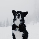 Entry image for Percy