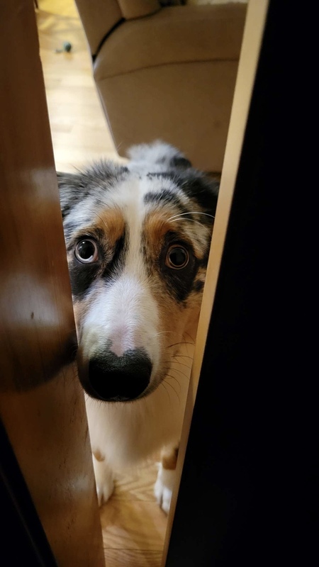 Entry image for Junie. Clicking this image will show a larger photo