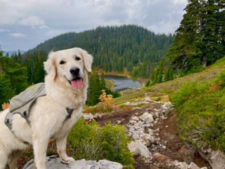 Entry image for Olive  . Clicking this image will show a larger photo