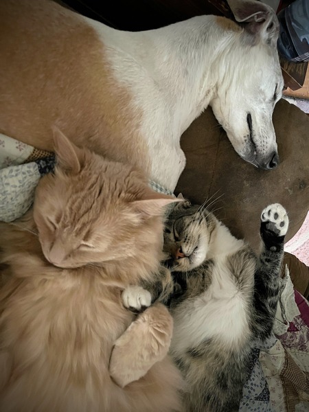 Entry image for Asta, Minion & Loqi. Clicking this image will show a larger photo
